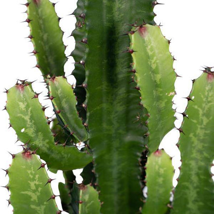 Kaktus-Wolfsmilch – Euphorbia Acrurensis (Cowboy-Kaktus) – Zimmerpflanze – Ø24cm ↕60–80cm – Sukkulente – Pflegeleicht – Exotisches Wüstendesign