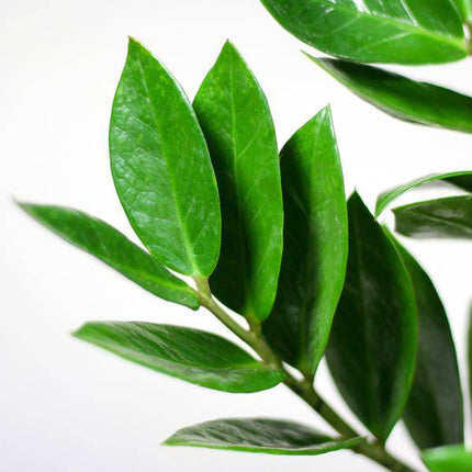 Zamioculcas Zamiifolia Glücksfeder – robuste Zimmerpflanze ↕80cm Ø21cm – pflegeleichte Smaragdpalme im nachhaltigen Viber Topf Schwarz