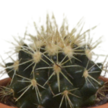 Kakteen Mix – 5 Pflanzen– Ø5,5cm Zimmerpflanzen im Terrakotta-Topf – Verschiedene Mini-Kakteen – Pflegeleichte Sukkulenten für Fensterbank, Büro & Wohnzimmer