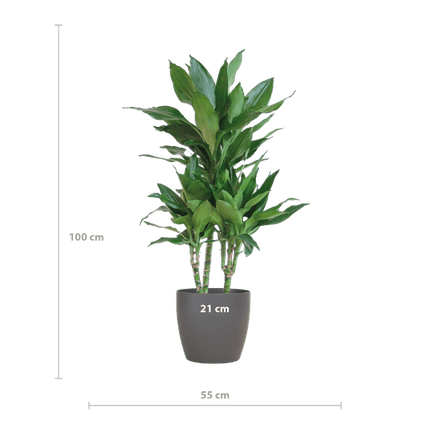 Dracaena Janet Lind 95cm – Drachenbaum Zimmerpflanze Ø21cm – pflegeleichte grüne Pflanze mit Viber Topf Grau – luftreinigende Pflanze für Wohnzimmer & Büro