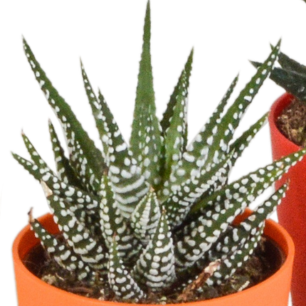 Sukkulenten Mix Gasteria & Haworthia – 5 Pflanzen – Ø5,5cm Zimmerpflanzen im Kunststofftopf mit Holzbeinen – Verschiedene Mini-Sukkulenten – Pflegeleichte Pflanzen für Fensterbank, Büro & Wohnzimmer