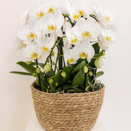 Einlage mit Wasserreservoir für Orchideenschale – Bewässerungssystem für Kolibri-Orchideen – 1x12cm + 2x9cm Töpfe – inkl. WaterWicks – Ø25cm – Ideal für Schilf- und Baumwollkörbe