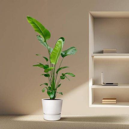 Baum-Strelitzie – Strelitzia Nicolai – Zimmerpflanze 190cm – Ø27cm – Weißer Paradiesvogel mit großen grünen Blättern – Exotische Kübelpflanze für Innen & geschützte Außenbereiche