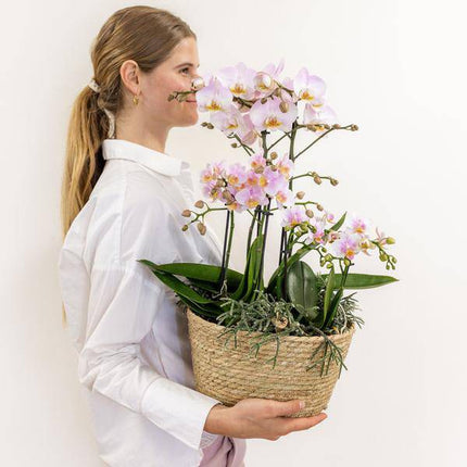 Einlage mit Wasserreservoir für Orchideenschale – Bewässerungssystem für Orchideen – Feldstrauß 1x12cm + 2x9cm + 3x WaterWicks – Ø25cm