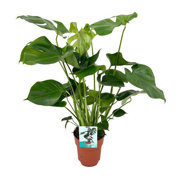 Monstera Deliciosa – Köstliches Fensterblatt – Zimmerpflanze – Ø19cm x ↕60cm – Tropische Zimmerpflanze mit fenestrierten Blättern – Luftreinigend & pflegeleicht