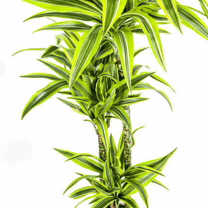 Drachenbaum Dracaena Deremensis Lemon Lime – Ø24cm – ↕130-150cm – Exotische Zimmerpflanze mit grün – gelben Blättern – Pflegeleicht & luftreinigend