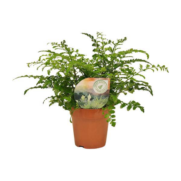 Nestfarn – Asplenium Parvati – Zimmerpflanze – Ø12cm – ca. 35cm hoch – dekorativer Rippenfarn für Innenräume