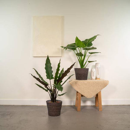 Alocasia Set – Cucullata & Lauterbachiana – Ø19cm Zimmerpflanzen – Exotische Grünpflanzen mit großen dekorativen Blättern – Pflegeleichte Pflanzen für Wohnzimmer, Büro & Wintergarten
