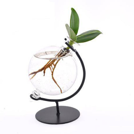 Clusia im Victoria Glas – Ø5cm x ↕10cm – Hydroponische Mini – Zimmerpflanze – Pflegeleichte Dekopflanze für Wohnzimmer, Büro & Geschenkidee