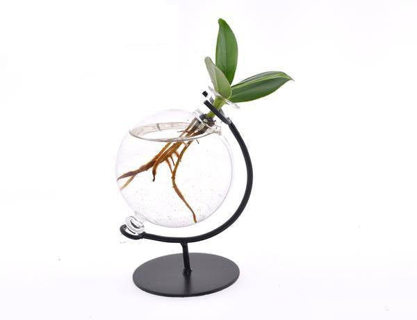 Clusia im Victoria Glas – Ø5cm x ↕10cm – Hydroponische Mini – Zimmerpflanze – Pflegeleichte Dekopflanze für Wohnzimmer, Büro & Geschenkidee
