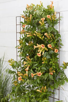 Trompetenblume Orange – Campsis ‘Indian Summer’ – Ø15cm – ca. 65cm hoch – Winterharte Kletterpflanze mit leuchtend orangefarbenen Blüten – Für Zaun, Pergola & Rankhilfe