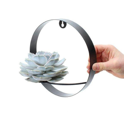 Sukkulente – Echeveria lilacina ROOTLESS – Ø20cm Wanddeko-Ring Schwarz – Zimmerpflanze ohne Wurzeln – Pflegeleichte Schnitt-Sukkulente als Wanddekoration & Tischdeko