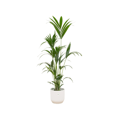 Kentiapalme – Forstersche Kentia – Zimmerpflanze – 160cm hoch – Ø30cm inkl. Vibes Fold Topf Weiß – Elegante Palme für Innenräume – Tropische & pflegeleichte Grünpflanze