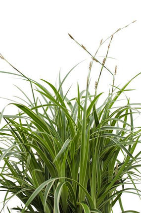 Weißrandige Segge – Carex morrowii 'Icedance' – Immergrünes Ziergras – Winterhart & pflegeleicht – Ø14cm – Ca. 30cm hoch