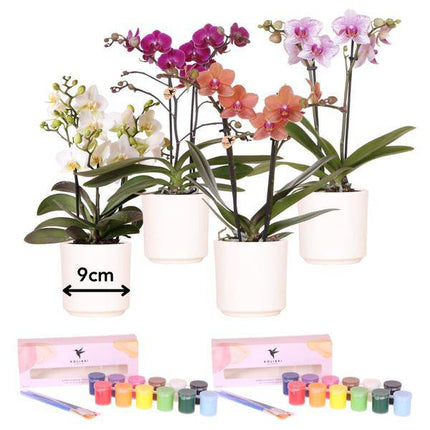 Malset Blumentöpfe bemalen mit Orchideen – DIY Kreativset für 4 Personen – Inklusive 4 weiße Blumentöpfe, 4 Orchideen, 24 Farben & 8 Pinsel – Bastelset für Kinder & Erwachsene