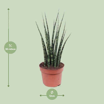 Bogenhanf – Sansevieria Fernwood Mikado – Zimmerpflanze – Ø12cm – ↕40cm – Schwiegermutterzunge – pflegeleicht & luftreinigend – kompakte Schlangenpflanze für Zuhause & Büro