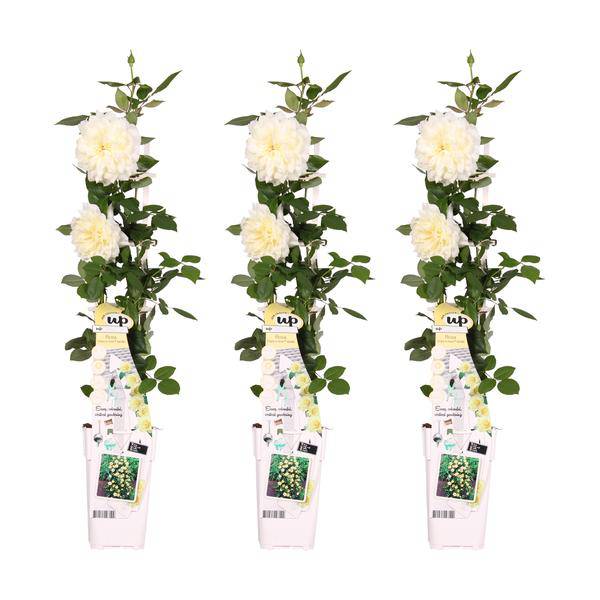 Weiße Kletterrose – Rosa Crazy in Love 'Vanilla' – 3 Pflanzen – Ø15cm – Höhe ca. 65cm – Cremeweiße Kletterrosen für Garten, Terrasse & Pergola – Dauerblüher von Juni bis Herbst