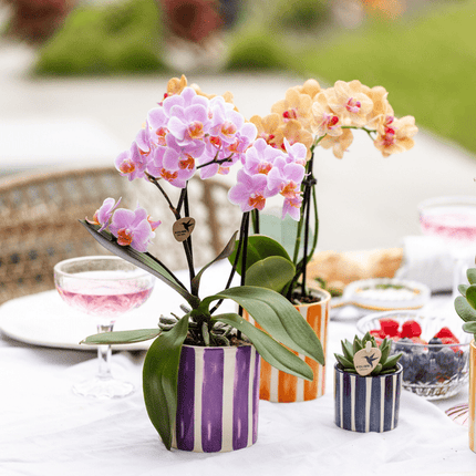 Ziertopf Painted Stripe – Flieder – Ø9cm – Moderner Keramiktopf mit Streifenmuster – Stilvolles Wohnaccessoire für Zimmerpflanzen, Sukkulenten & Kakteen