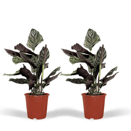 Pfauenpflanze – Calathea Ornata – 2 Pflanzen– tropische Zimmerpflanze – Ø14cm – ↕50cm – dekorative Grünpflanze für halbschattige Standorte