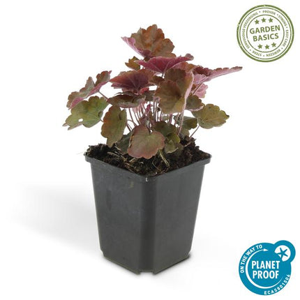 Heuchera mic. 'Palace Purple' – Rotblättriges Silberglöckchen – Ø9cm – ↕10-25cm – 12 Pflanzen – Schattengarten & bienenfreundlich