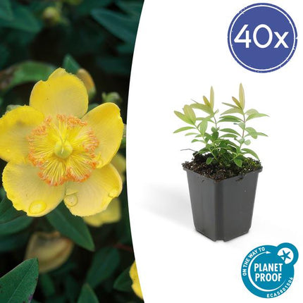 Hypericum calycinum – Großkelchiges Johanniskraut – ↕10-25 cm – Ø9 cm – 40 Pflanzen – Reich blühender Bodendecker – Pflegeleicht & sonnig