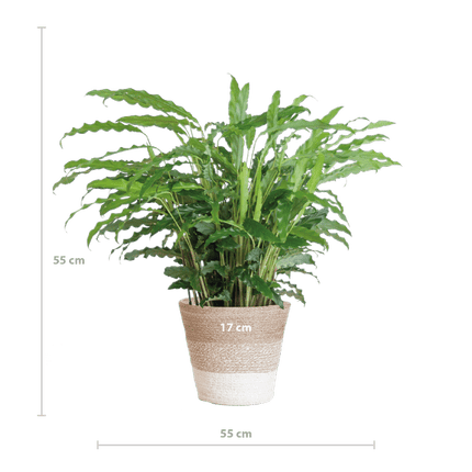Calathea Rufibarba „Samt-Calathea“ – Zimmerpflanze 55 cm – Ø17 cm Topf – Luftreinigend – Mit nachhaltigem Jutekorb Lissabon Weiß