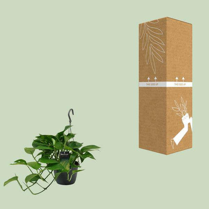 Efeutute Scindapsus Epipremnum – Ø15cm – ↕45cm – Pflegeleichte Rankpflanze & luftreinigende Zimmerpflanze – Grünpflanze mit herzförmigen Blättern für Wohnzimmer & Büro