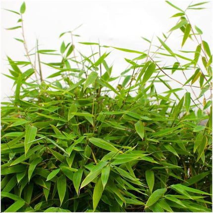 Fargesia murieliae Moontears Boobux – Bambus – immergrün & winterhart – nicht invasiv – Ø29cm – ↕70cm Höhe – ideal für Garten, Terrasse & Hecken