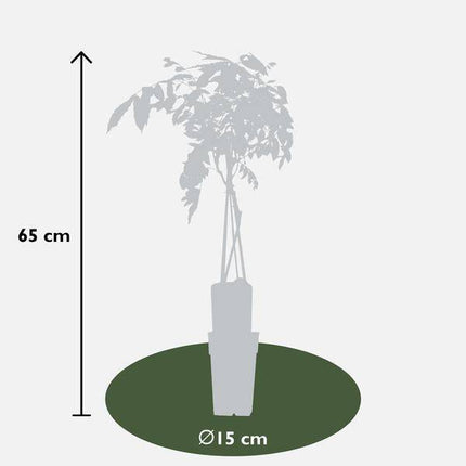 Chinesischer Blauregen – Wisteria sinensis ‘Prolific’ – Glyzinie – Ø15cm – ca. 65cm hoch – lila Blütentrauben