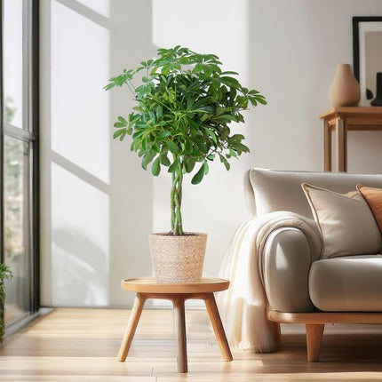 Schefflera Arboricola Nora – Birkenfeige – Zimmerpflanze + Blumentopf Sofia Natur – ↕70cm – Ø21cm – Handförmige Blätter – Pflegeleicht & dekorativ