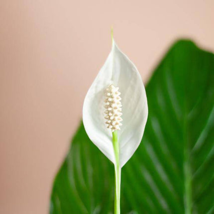 Spathiphyllum Sweet Lauretta – Scheidenblatt – Zimmerpflanze + Topf Viber Grau – ↕80cm – Ø21cm – Friedenslilie mit eleganten weißen Blüten – Pflegeleicht & dekorativ für Innenräume