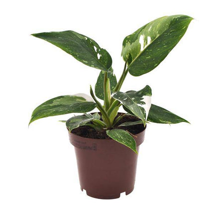 Philodendron White Princess – Baumfreund Zimmerpflanze Ø12cm ↕25cm – pflegeleichte luftreinigende Pflanze mit dekorativen weißen Panaschierungen