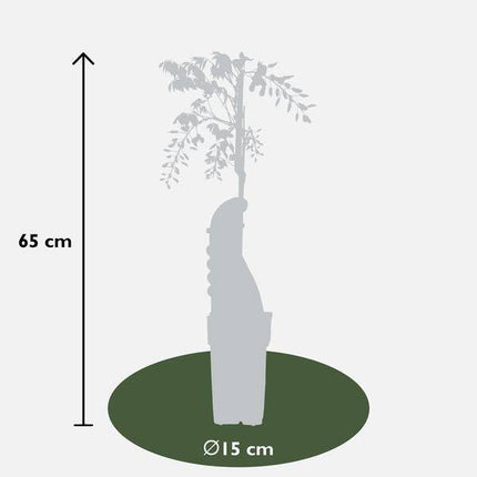 Chinesischer Duft-Blauregen – Wisteria sinensis 'Caroline' – 2 Pflanzen – Ø15cm – ca. 65cm hoch – Winterharte Kletterpflanze mit blau-lila Blütentrauben für Garten, Pergola & Zaun