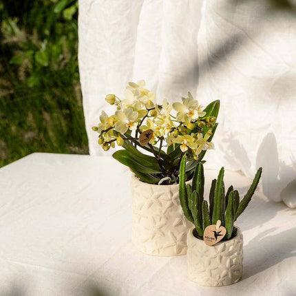 Star Fish Blumentopf Off White Ø9cm – Dekorativer Keramiktopf mit Seestern-Muster – Sommerlicher Pflanzentopf im maritimen Design – Blumendeko für Wohnzimmer, Küche & Bad