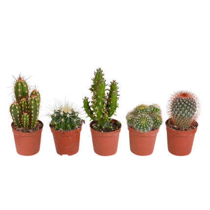 Kakteen Mix – 5 Pflanzen – Ø5,5cm – Bunte Zimmerpflanzen Mischung – Pflegeleichte Mini Kakteen direkt vom Züchter – Verschiedene Arten & Formen