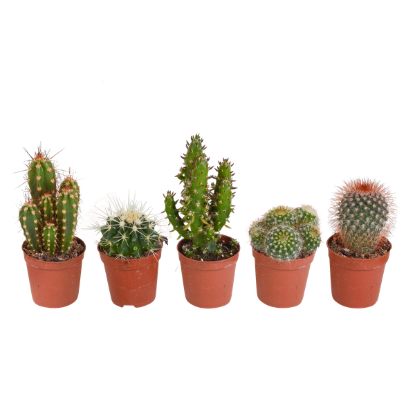 Kakteen Mix – 5 Pflanzen – Ø5,5cm – Bunte Zimmerpflanzen Mischung – Pflegeleichte Mini Kakteen direkt vom Züchter – Verschiedene Arten & Formen