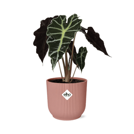 Elefantenohr Alocasia Polly – Zimmerpflanze inkl. Ziertopf Vibes Fold Rosa Ø14cm – Tropische Grünpflanze mit auffälligen Blättern – Luftreinigend & dekorativ – Für Wohnzimmer & Büro