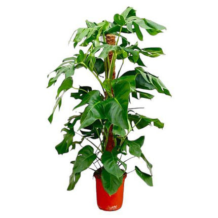 Fensterblatt – Monstera Pertusum – Zimmerpflanze – 120cm – Ø24cm – Tropische Grünpflanze mit großen Blättern für Wohnzimmer und Büro