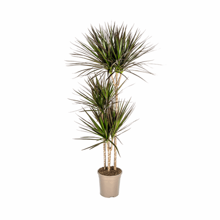 Dracaena Marginata Magenta – Drachenbaum – Zimmerpflanze Ø24cm ↕130-150cm – Dunkelgrüne Blätter mit Rotrand – Pflegeleicht