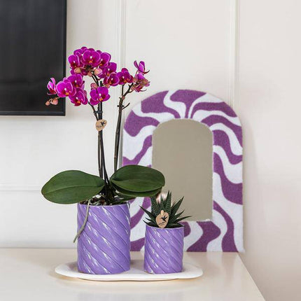 Phalaenopsis Orchidee Orange + grüne Pflanze im Geschenkset – Candy Zierpflanzentöpfe auf weißem Tablett – Zimmerpflanzen-Set mit Deko & Geschenkidee – Fröhlich & modern