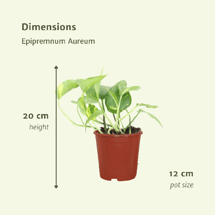 Efeutute Epipremnum aureum Scindapsus Zimmerpflanze Ø12cm ↕20cm – pflegeleichte Grünpflanze für Wohnzimmer, Büro & helle Standorte kaufen