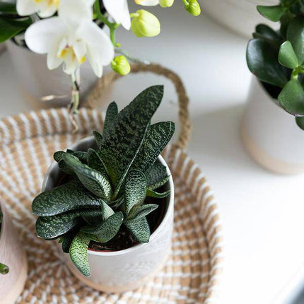 Weißes Geflochtenes Tablett Ø30cm – Handgewebtes Deko-Tablett – Pflanzentablett & Wohnaccessoire