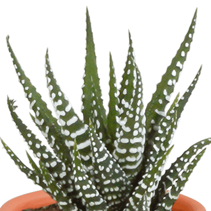 Kakteen und Sukkulenten Mix – 15 Pflanzen – Ø5,5cm Zimmerpflanzen – Verschiedene Arten wie Cereus, Echeveria, Haworthia & Crassula
