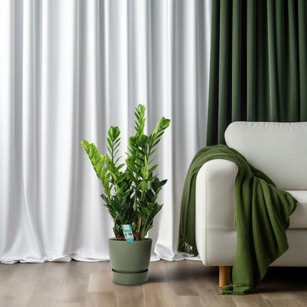 Glücksfeder Zamioculcas – Zimmerpflanze – Ø21cm – ca. 75cm hoch – Luftreinigend & pflegeleicht – Für halbschattige Innenbereiche