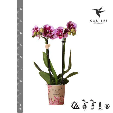Phalaenopsis Orchidee Rosa Lilac Diamond-Linie – Zimmerpflanze – Ø9cm – Einzigartige Muster