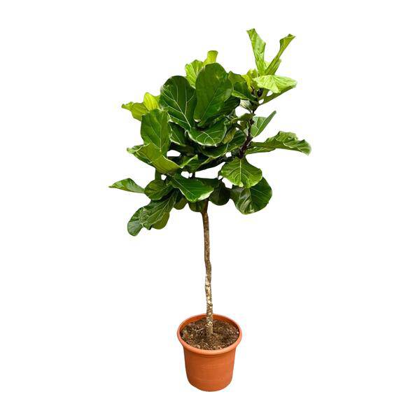 Geigen-Feige – Ficus Lyrata – Zimmerpflanze 210cm – Ø40cm – XXL-Designpflanze mit großen geigenförmigen Blättern – Exklusive Kübelpflanze für Wohnzimmer, Büro & Wintergarten – Pflegeleicht