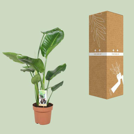 Baum – Strelitzie – Strelitzia Nicolai – Riesenweiße Paradiesvogelblume – tropische Zimmerpflanze – pflegeleicht & dekorativ – Ø17cm – ca. 60cm hoch