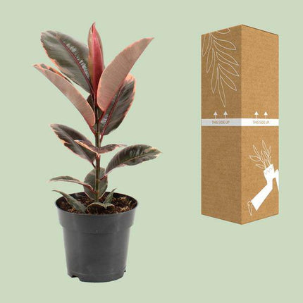 Gummibaum – Ficus Elastica Belize – Ø17cm – ↕55cm – Elegante Zimmerpflanze mit dekorativem Blattwerk – Pflegeleicht & luftreinigend – Ideal für Wohnzimmer & Büro