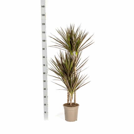 Dracaena Marginata Magenta – Drachenbaum – Zimmerpflanze Ø21cm ↕110-130cm – Schlank & Exotisch