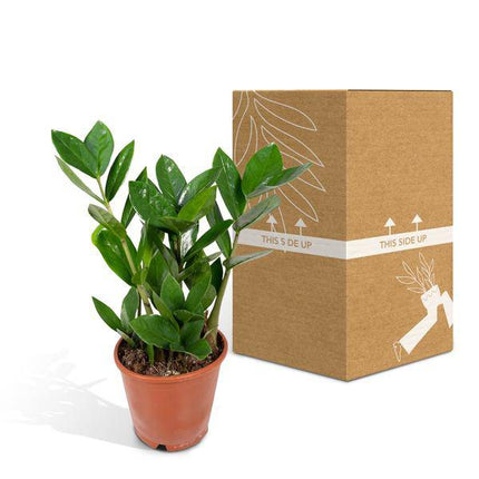 Glücksfeder Zamioculcas – Pflegeleichte Zimmerpflanze – Höhe ca. 35cm – Ø12cm – Immergrün & robust – Für Büro & Wohnung